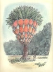 Baumartiger-IX-Kohle-und-Pastell-auf-Papier-22x-31cm-2009klein
