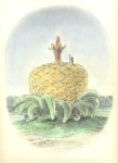 Baumartiger-VIII-Kohle-und-Pastell-auf-Papier-22x-31cm-2009klein