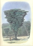 Baumartiger-X-Kohle-und-Pastell-auf-Papier-22x-31cm-2009klein