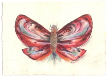 Falter-I-Kohle-und-Pastell-auf-Papier-15x20cm-2009klein