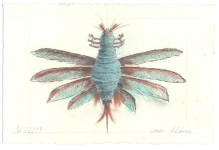 Falter-III-Kohle-und-Pastell-auf-Papier-14x20cm-2009klein