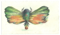 Falter-V-Kohle-und-Pastell-auf-Papier-13x22cm-2009klein