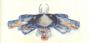 Falter-VI-Kohle-und-Pastell-auf-Papier-15x29cm-2009klein