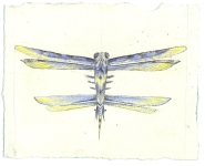 Falter-X-Kohle-und-Pastell-auf-Papier-14x19cm-2009klein