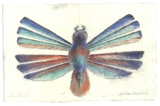 Falter-XII-Kohle-und-Pastell-auf-Papier-14x20cm-2009klein