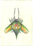 Falter-XIII-2009-Kohle-und-Pastell-auf-Papier-28x20cm