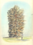Wieland-PayerBaumartiger-I-Kohle-und-Pastell-auf-Papier-22x-31cm-2009klein