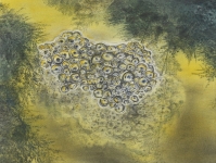 Laich-foto2-2010-Kohle-und-Pastell-auf-MDF-30x40cm