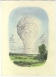 New-Life2011-charcoal-and-pastell-on-paper-37-x27-cm-2011-