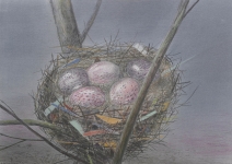 Payer, Wieland:  NEST; 2019, Pastell, Aquarell und Kohle auf grundiertem MDF,  30 x 42 cm       Foto: Herbert Boswank