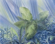 Payer, Wieland:  Petasitis Hybridus;    2021, Pastell und Aquarell auf grundiertem MDF,   52 x 66 cm     Foto: Herbert Boswank
